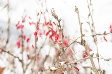 Red berries of barberry on the branches against the background of white snow