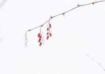 Red berries of barberry on the branches against the background of white snow