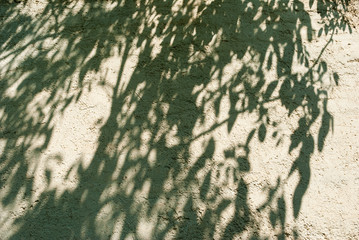 shadow of a tree on the wall
