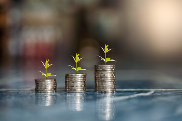step of coins stacks with tree growing on top, money, saving and investment or family planning concept, motion blured background.