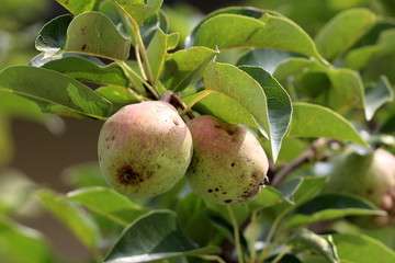 Two natural organic pears growing in local garden surrounded with green leaves on warm summer day