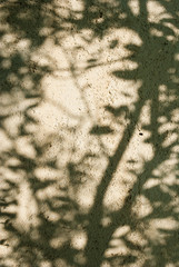 shadow of a tree on the wall