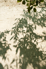 shadow of a tree on the wall