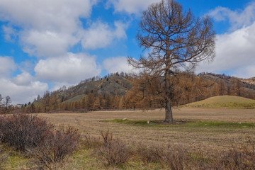 landscape with trees and blue sky