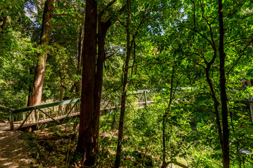 Bridge on Whangarei Falls Scenic Reserve, New Zealand