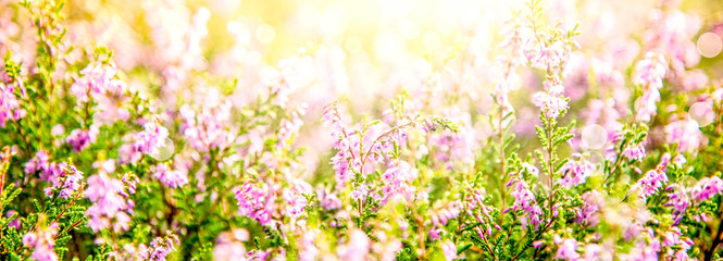 Obraz na płótnie Canvas Sunny Erica Flower Field, Summer Season, Bokeh