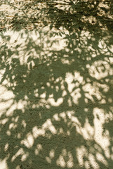 shadow of a tree on the wall