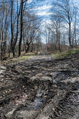 Spring walk in the forest during a sunny day.