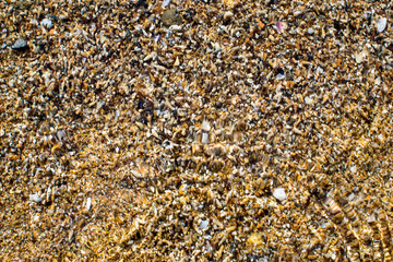 black sea coast strewn with yellow sand and small shells, washed by warm, salty sea water