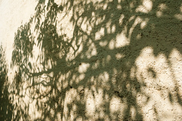 shadow of a tree on the wall