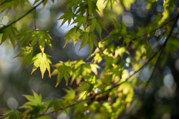 green maple leaves