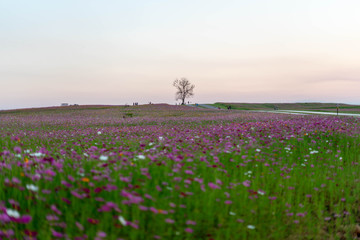 field of flowers