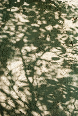 shadow of a tree on the wall