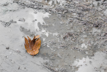 A brown dried maple-like leaf is on the wet shiny clay with water covering on it reflecting a shadow