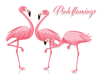 Pink flamingo isolated on white background