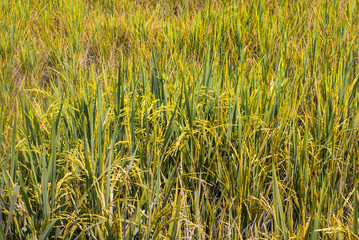 Rice field with full of ripe golden rice in the rural agriculture land in Thailand with warm light