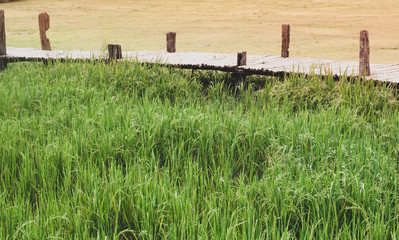 Tall green rice field swinging by light wind with wooden walking bridge in the background