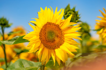 Sunflower field. Beautiful summer nature background.