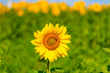 A nice field of yellow sunflower. Beautiful summer nature background.