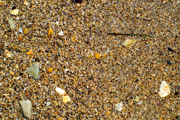 black sea coast strewn with yellow sand and small shells, washed by warm, salty sea water