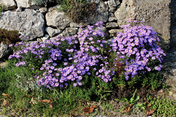 Violet Aster flowers densely planted like small bush in front of traditional stone wall surrounded with grass and other plants on warm sunny day