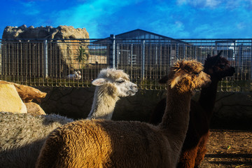The Three Alpacas © Sandro