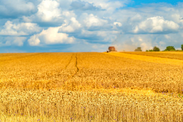 Golden wheat field and sunny day. Agriculture. Harvesting