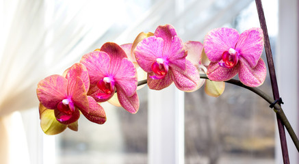 Pink orchids on the background of the window. Flowers for home coziness_