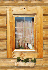 colorful cat sitting on a window in a wooden house