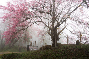 Pink in the mist