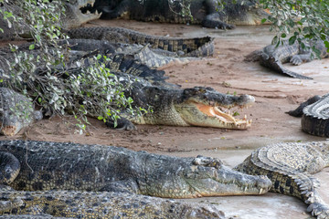 Crocodiles by a lake with other animals nearby
