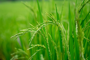 Fototapeta na wymiar closeup of rice field
