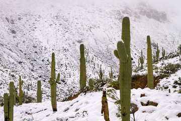 Saguaro Cacti Standing in Snow