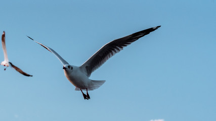 Seagull 