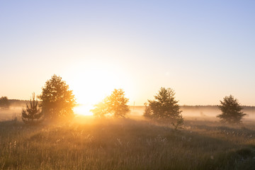 Fototapeta na wymiar Morning sunrise on spring meadow. Bright Sun on golden field. Summer nature landscape.