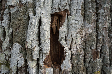 Baum Rinde Hintergrund