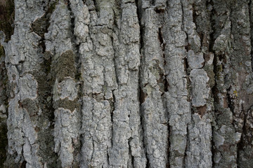 Baum Rinde Hintergrund