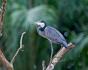 Black-headed heron (Ardea melanocephala)