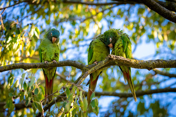 Wild parakeets Aratinga acuticaudata on branches of tree in park. Wild life in city.