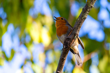 A red robin or Erithacus rubecula. This bird is a regular companion during gardening pursuits