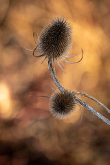 Dipsacus sativus in winter sunlight