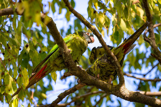 Wild parakeets Aratinga acuticaudata on branches of tree in park. Wild life in city.