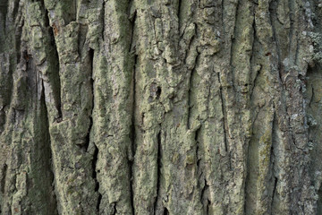Baum Rinde Hintergrund