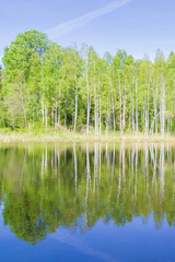 Obraz premium White thin birch trees grow along the forest lake in spring