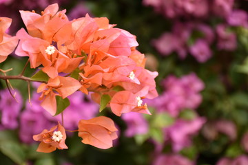 オレンジのブーゲンビリア