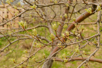 Small leaves bloom from buds on tree branches in spring