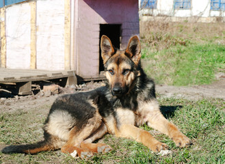German shepherd resting on a Sunny day near the doghouse