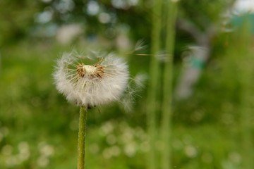 Dandelion seeds fly off on a green meadow