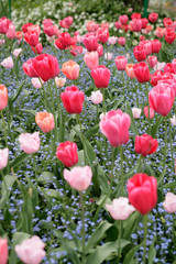 tulips in a garden