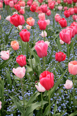 tulips in a garden